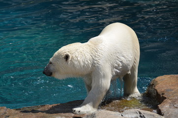 Fototapeta na wymiar Ours polaire blanc dans un zoo