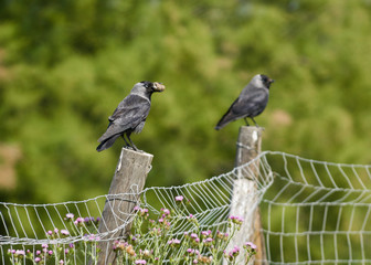 Jackdaw (Corvus monedula). lagoon, Fuente de Piedra, Málaga. Spain