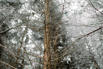 Winter Wald