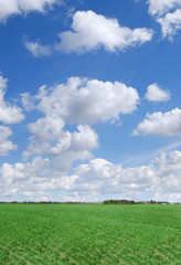 Idyll, green field and blue sky with white clouds