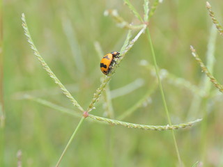 ladybug on grass