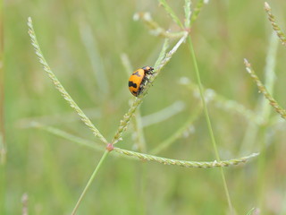 ladybug on grass