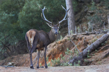 Deer in Sierra Blanca, Marbella, Malaga. Spain
