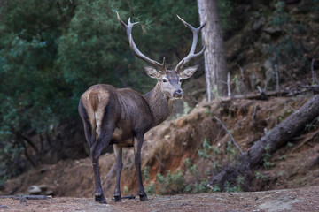 Deer in Sierra Blanca, Marbella, Malaga. Spain