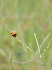 ladybug on green leaf