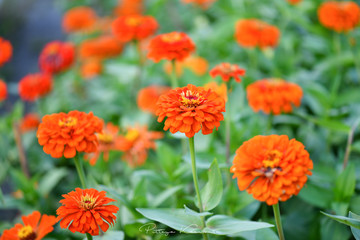 Colorful flower Zinnia in the summer garden