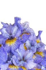 iris flowers backgrounds