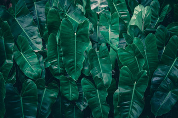 Tropical leaves texture,Abstract nature leaf green texture background.vintage dark tone,picture can used wallpaper desktop.	