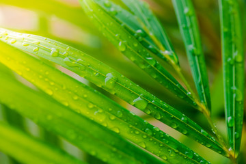 grass with dew drops