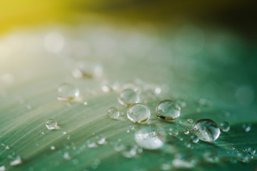 water drops on a green leaf