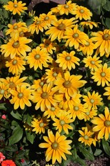 Fleurs de rudbeckia jaune au jardin en été