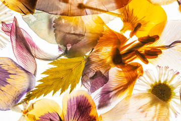 Plakat dried flowers on the white background