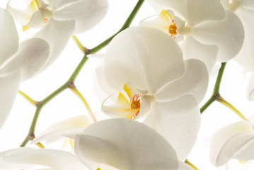 Naklejka na ściany i meble white orchid flowers, macro