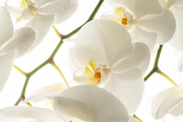 Zelfklevend Fotobehang white orchid flowers, macro © Maksim Shebeko