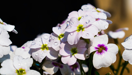 white flowers with water drops