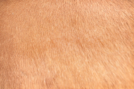 Natural red cow fur short smooth texture , abstract pattern animal brown background
