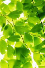 Fototapeta na wymiar Green leaves on branch isolated on white