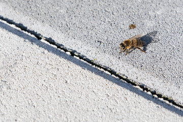 The bee is heated on a concrete pavement.