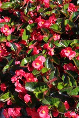 Fleurs de bégonias au jardin en été