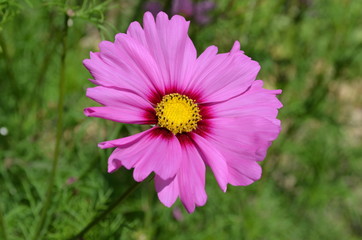 Fototapeta premium Fleur de cosmos rose en gros plan en été au jardin