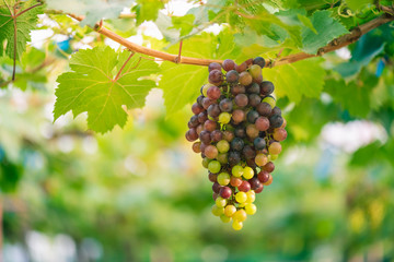 Purple red grapes and green grapes with green leaves on the vine.