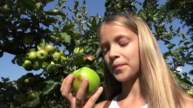 Child Eating Apple, Kid in Orchard, Farmer Girl Studying Fruits in Tree