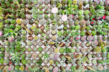 Mini cactus et plantes grasses