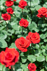 rose flowers