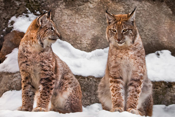Slender lynxes look at each other sit in identical poses in the snow against the background of rocks, beautiful wild cats close-up cats.