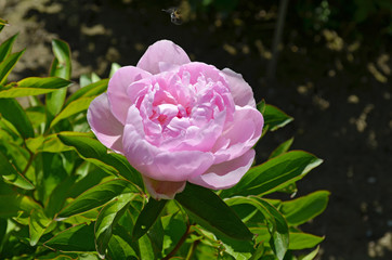 Fleur de pivoine au jardin