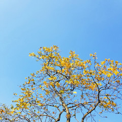 yellow tree in spring