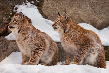 Two beautiful and beautiful big wild cats of a lynx sit in identical poses in the snow against the background of rocks, attentive eyes of clear eyes.