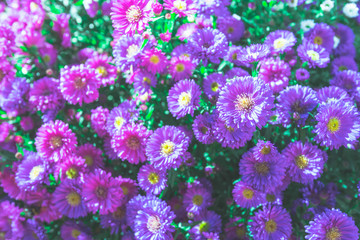 Beautiful purple aster flowers blooming in garden