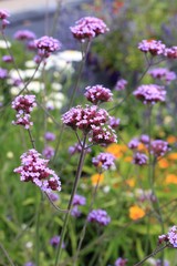 Verveine de Buenos Aires en fleur en été au jardin