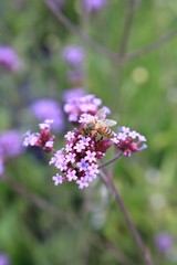 Verveine de Buenos Aires en fleur en été au jardin