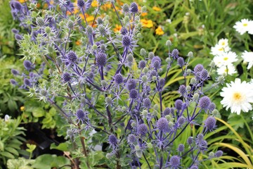 Fleurs d'eryngium  bleu au jardin en été