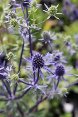 Fleurs d'eryngium  bleu au jardin en été