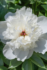 peony flowers