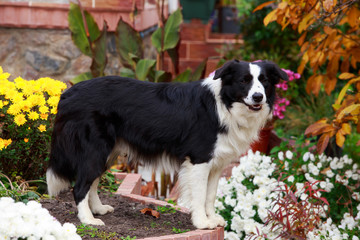 Dog breed Border Collie