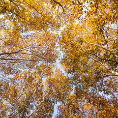 autumn leaves on tree