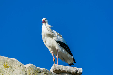 Cigogne.