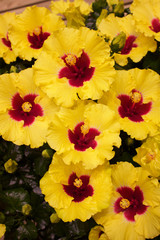 Fleurs d'hibiscus en gros plan au jardin