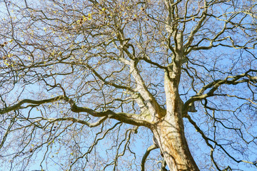 Obraz premium Spring awakening ,View up to the old tree top shot from below, small fresh green leaves on branches.