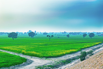 trees in a green field