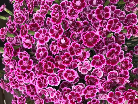 Oeillet Dianthus Pink Kisses