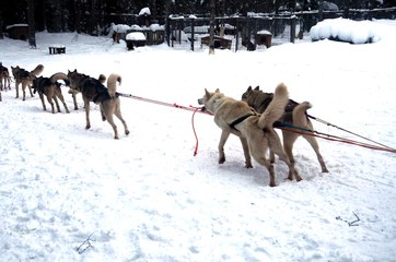 Course en traineau tiré par des huskies (Levi- Laponie finlandaise)