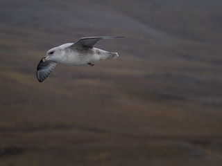 Svalbard Northern Fulmar (Fulmarus glacialis) flying along Spitsbergen coast. Svalbard, Norway