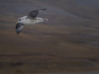 Svalbard Northern Fulmar (Fulmarus glacialis) flying along Spitsbergen coast. Svalbard, Norway