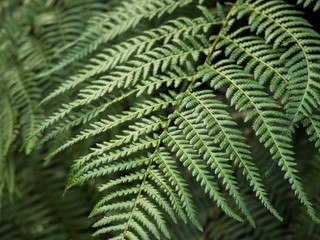 close up fern leaves in soft light with blurred background