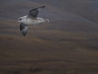 Svalbard Northern Fulmar (Fulmarus glacialis) flying along Spitsbergen coast. Svalbard, Norway